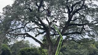 Arborists from SavATree work on the witness tree near the Battle of Eutaw Springs park on Aug. 12,