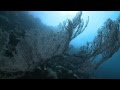 Serj Tankian - Orca Act II - Oceanic Subterfuge ...