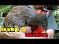 No Wing Kiwi Bird Tamil