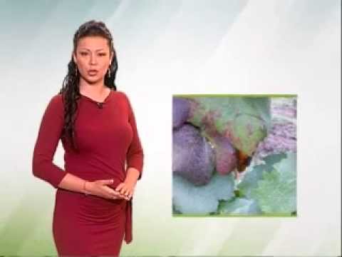 Zelena prognoza, 25.5.2015. - O cikadama u vinovoj lozi