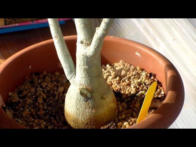 Vidéo Prononciation de Adenium obesum en Anglais