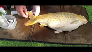 Treating koi ulcer - update