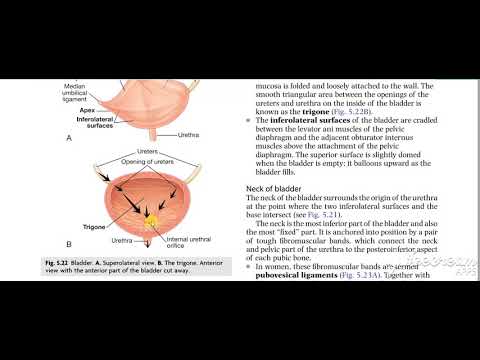 Urinary bladder base relations 3