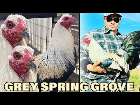 CALIFORNIA Beautiful Birds Giro Grey Hatch Sweater Asil SPRING GROVE Hollister CA