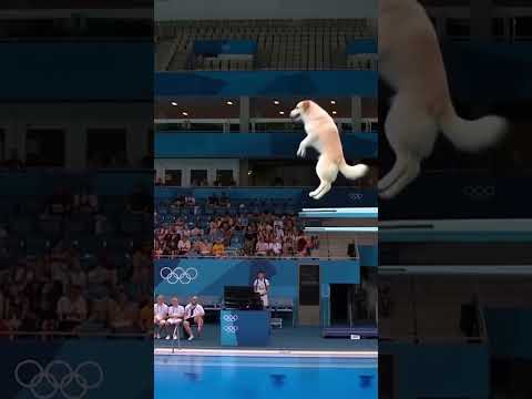 POV: Your dog is an Olympic diver