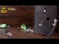 Cat TV Mice Fun For Cats To Watch Adorable Mice Jerry Hole Hide Seek 8 Hour 4k 60fps