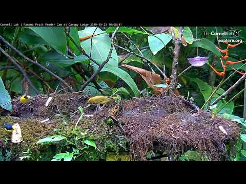 Female Summer Tanager Visits The Feeder - Oct 23, 2019