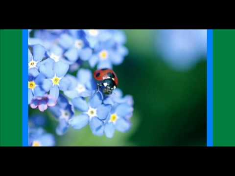 7pettyes katicabogárka...