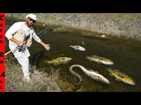 RECORD BREAKING COLD is KILLING Every EXOTIC FISH in FLORIDA!