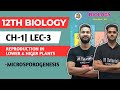12th Biology Chapter 1 Reproduction In Lower Higer Plants Lecture 3 Megasporogenesis