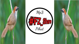 Download lagu Mp3 Pikat Kaso-Kaso #burung #kicaumania #kaso-kaso mp3 Download lagu Mp3 Pikat Kaso-Kaso #burung #kicaumania #kaso-kaso mp3