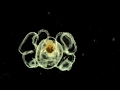 The Beauty Of Deep Sea Creatures Blue Planet BBC Earth