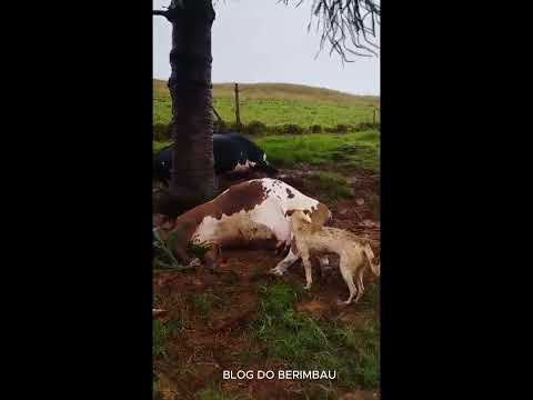 RIO BOM - Raio mata cinco vacas leiteiras - veja o vídeo