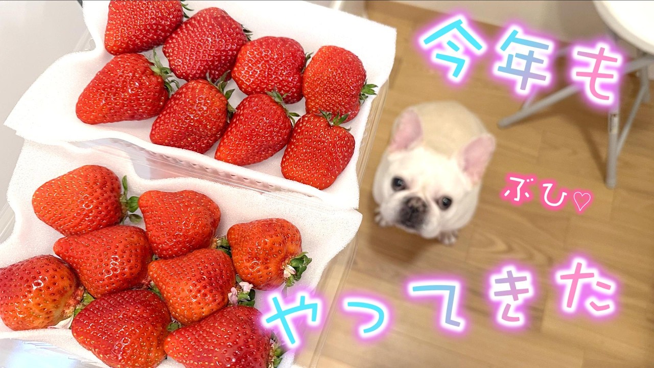 毎年恒例いちご丸かじり祭り🍓年に一度の贅沢dayを愛犬と♡【フレンチブルドッグ frenchbulldog】