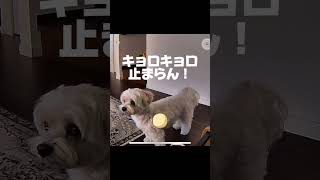 ペットカメラからママの声→お留守番犬の予想外の反応とは！