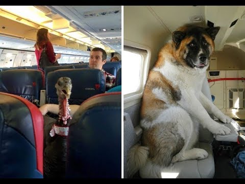 Animals flying on planes - Flights That Had The Best Passengers