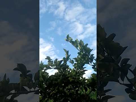 BOM DIA DE BENÇÃOS 💚 CÉLULA RENASCER MACAMBIRA SERGIPE 💚 VEM RENASCER 💚