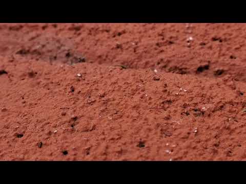 Carpenter Ants Lounging by the Pool in Manasquan, NJ