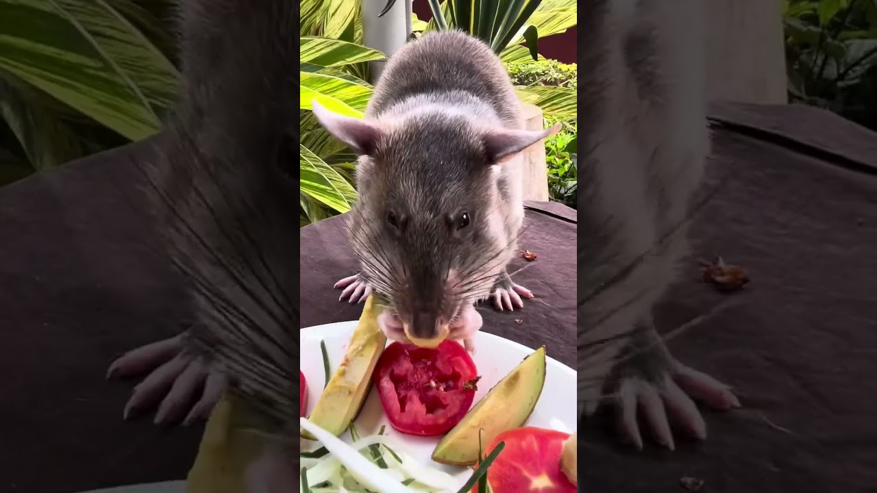 FCF with HeroRAT Sunrise