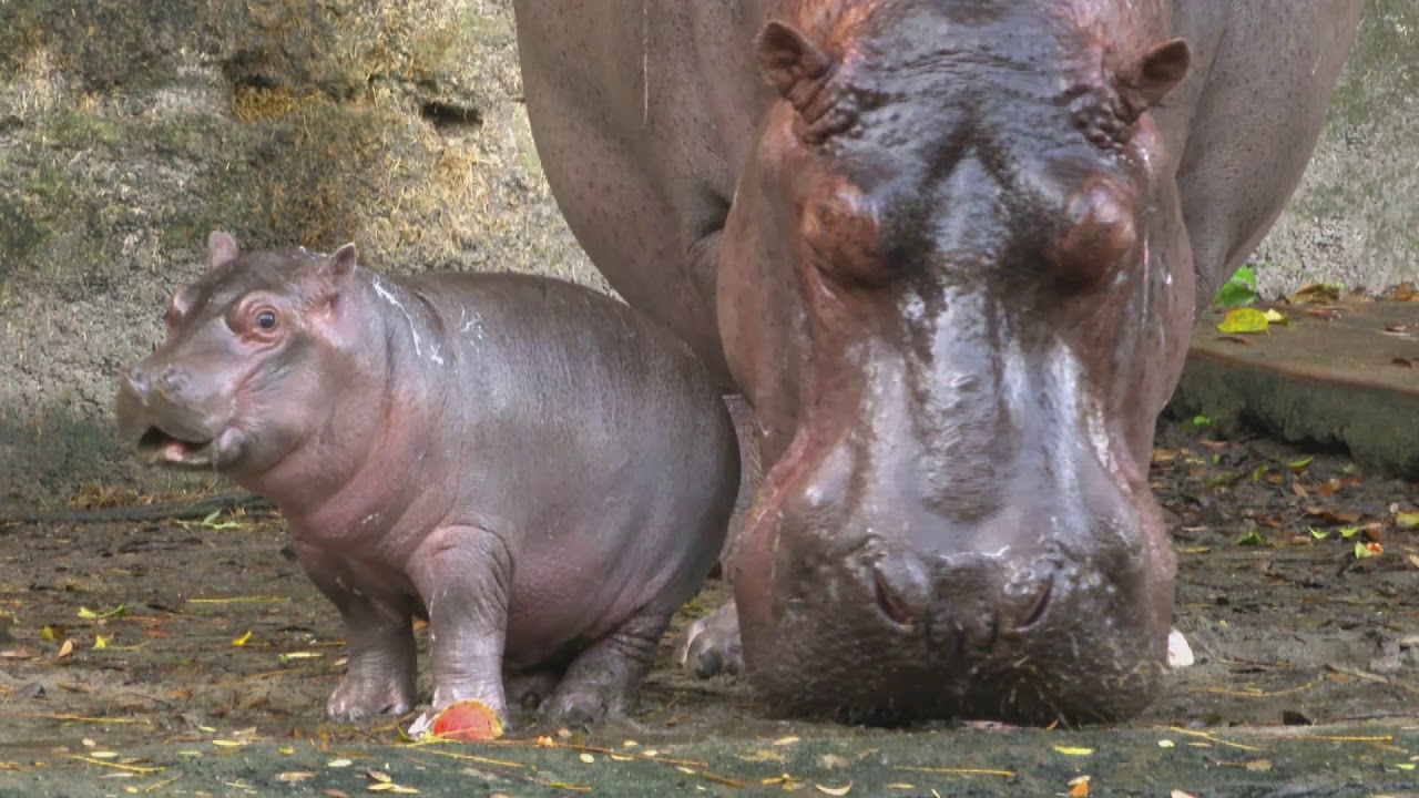 Meet Augustus the Baby Hippo