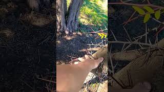 One of the worst, terrible, nasty trees around the Black locust. ouch