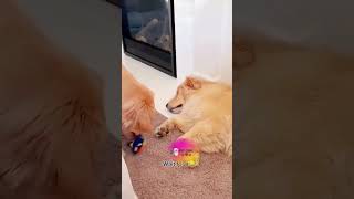 FUNNIEST Animals You Won't Believe Exist!