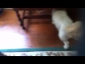 Dog Vs Tickle Me Elmo