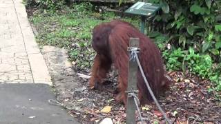 Wild orangutan in Borneo