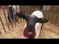 Sights And Sounds From The San Diego County Fair