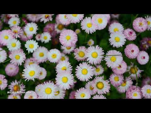 Pablo Nouvelle (Feat. Effie) - Every Time You Go