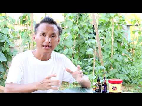 teem qhia sim qaibli cas thiaj paub tias qaib keej