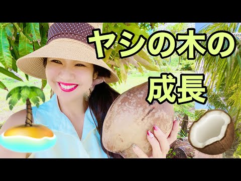 園芸 ソンブレロヤシ、プエルトリコヤシ、ハットヤシ