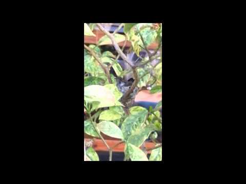 download lagu mp3 mp4 Potted Plants Hummingbirds Like, download lagu Potted Plants Hummingbirds Like gratis, unduh video klip Potted Plants Hummingbirds Like