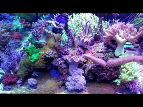 MikeC Soft Coral Reef Tank