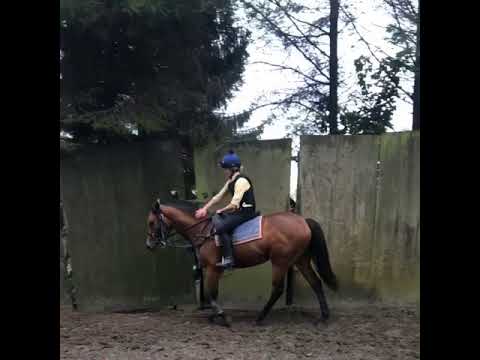 Avon Breeze's filly being ridden for the first time.