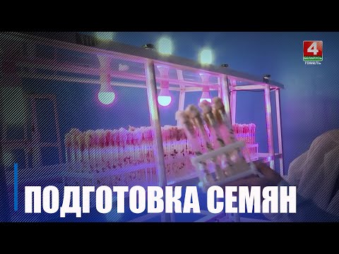 Гомельская абласная сельскагаспадарчая доследная станцыя рыхтуе насенне видео