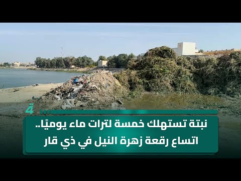 فيديو | نبتة تستهلك خمسة لترات ماء يوميًا.. اتساع رقعة زهرة النيل في ذي قار