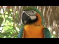 INCA SON   'RIO AMAZONAS'