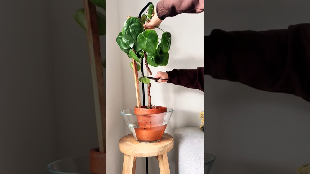 Cutting my pilea! The ultimate save of a sick plant #pileapeperomioides #plantrescue