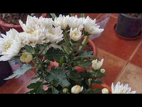 , title : 'Chrysanthemum plant care  How to grow chrysanthemum in summers #chrysanthemum plant care'