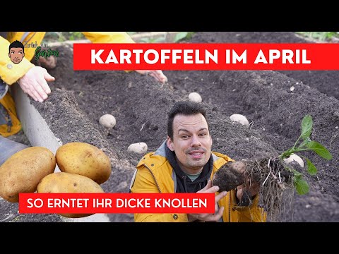 Kartoffeln im April pflanzen und Erfolgreich ernten wie ein Profi