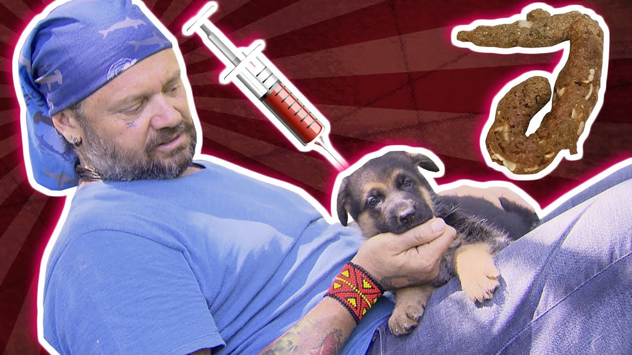 TRATANDO FILHOTES COM VERMES E FRACOS? | RICHARD RASMUSSEN