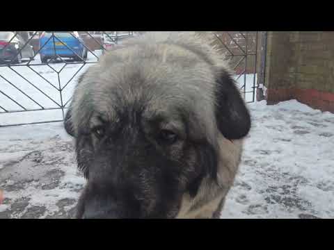 #animals #caucasianshepherd #caucasian #doglife #dog #family #shepherd #guardian #dogs #dogshorts