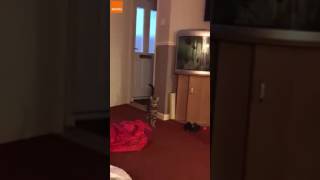 Cat sings song | funny animal video