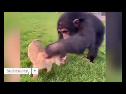 Skinnyman funny videos new compilation 480p