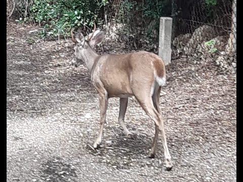 Biná a sali keiru pafo di Parke Kristofel