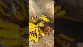 Download lagu pisang nya sudah sangat matang, yuk kita makan #shorts mp3 Download lagu pisang nya sudah sangat matang, yuk kita makan #shorts mp3