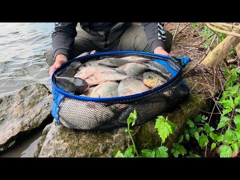 Riba za ribom, Double Run-ovi. NEVEROVATNO fider pecanje na Dunavu