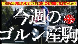 今週のゴールドシップ産駒 (03/28,29)【勝利の勢いそのまま戦地へ赴くも、まさかの結果／メイショウナルカミ,オーシャンステラなど】