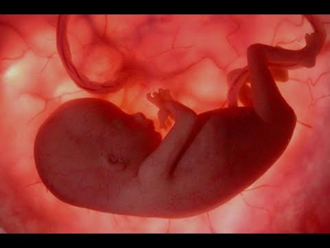 A lejohet aborti në Islam? - Dr. Imam Ahmed Kalaja